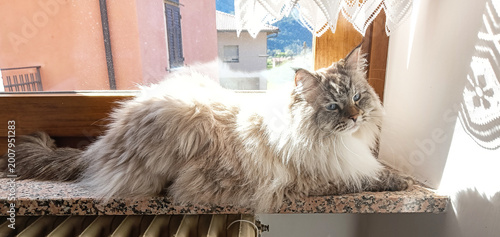 Tableau sur toile Beautiful fluffy cat of the Neva Masquerade breed