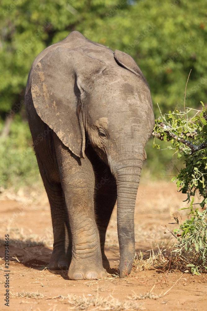 Fototapeta premium Afrikanischer Elefant / African elephant / Loxodonta africana