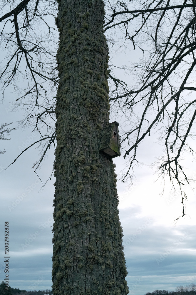 Obraz premium A tree with moss growing on it and a bird's nest in its trunk