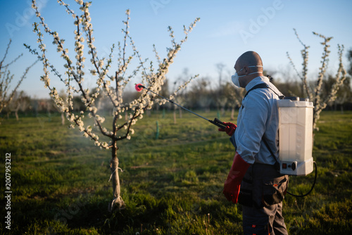 Fotografie Farmer spraying blooming trees with pesticide in orchard