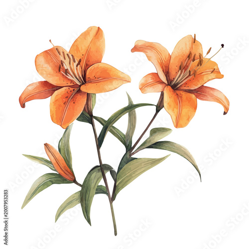 Tiger Lily Branch, beautiful watercolor illustration with vivid colors and detailed vector style, isolated on a white background.