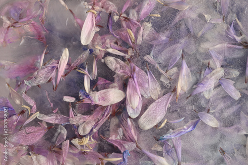 Smoke close-up soft focus lilac pink flower petal through glass with frozen ice. Abstract natural blur wet background.