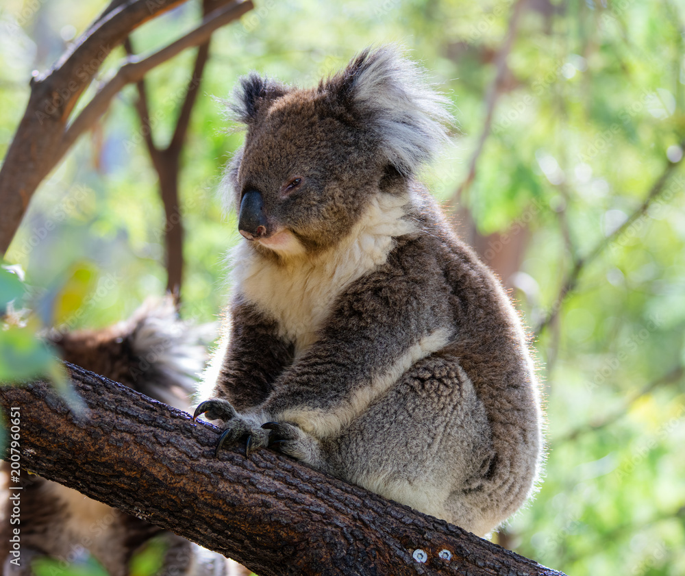 Fototapeta premium koala on a branch