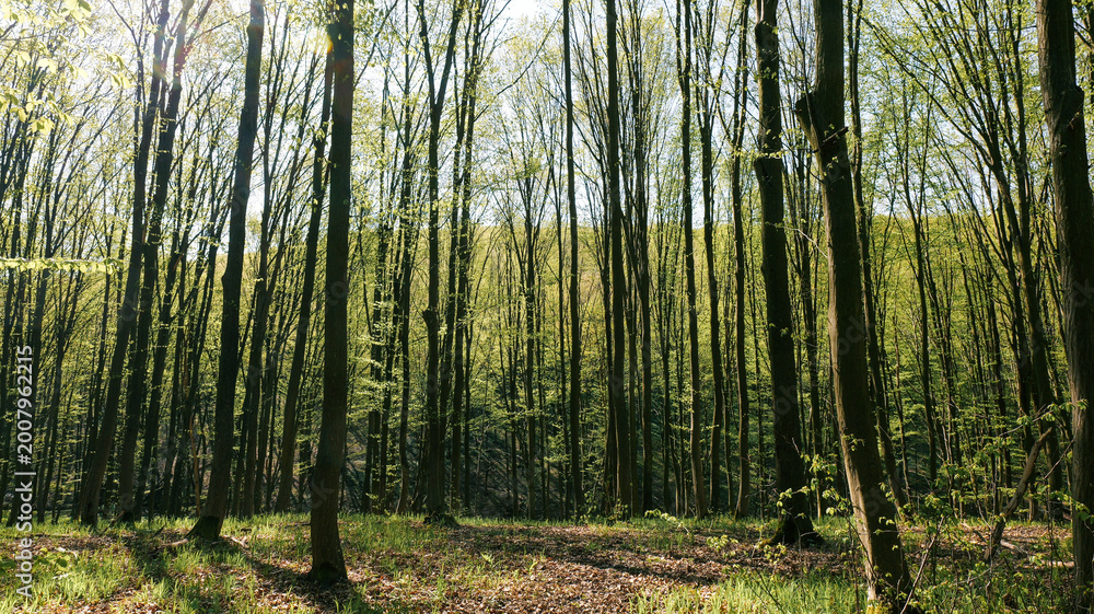 Fototapeta premium Sunlight filtering through a dense forest canopy with new green leaves in spring