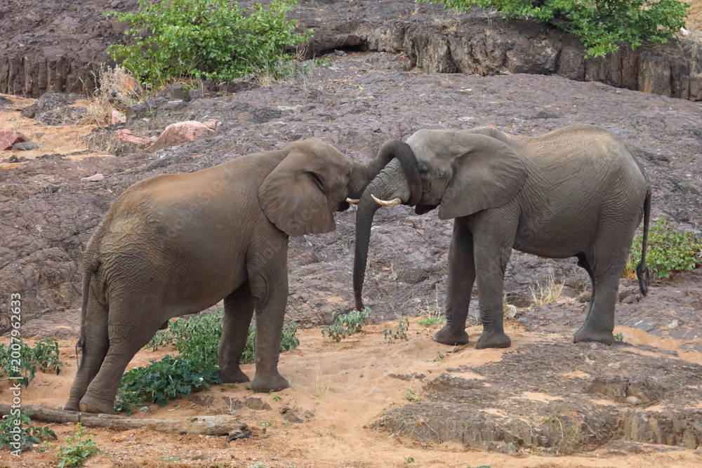 Fototapeta premium Afrikanischer Elefant / African elephant / Loxodonta africana