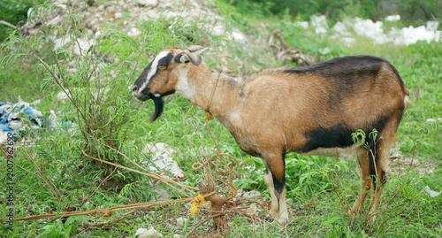 фотографія Domestic goat Capra hircus tied rope Philippines dump garbage village livestocks