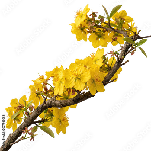 Yellow apricot blossoms branch with green leaves for lunar new year on transparent background.