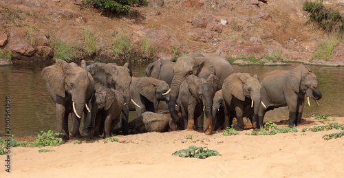 Foto Afrikanischer Elefant / African elephant / Loxodonta africana