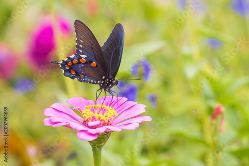 Cuadro en lienzo 03004-02208 Pipevine Swallowtail (Battus philenor) male on zinnia sp