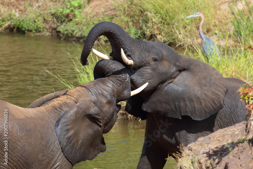 Photography Afrikanischer Elefant / African elephant / Loxodonta africana