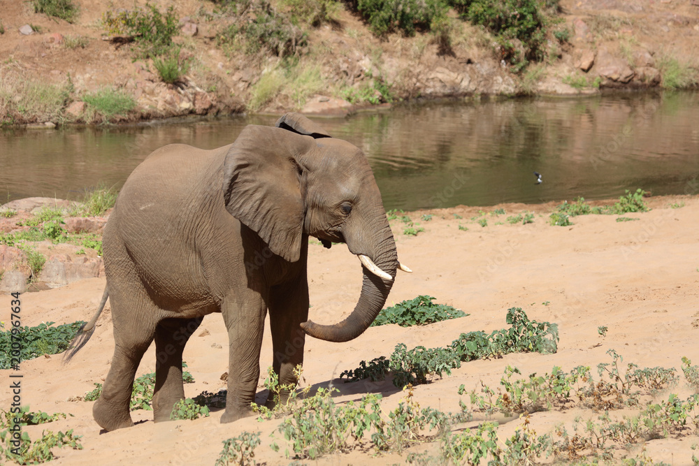 Fototapeta premium Afrikanischer Elefant / African elephant / Loxodonta africana