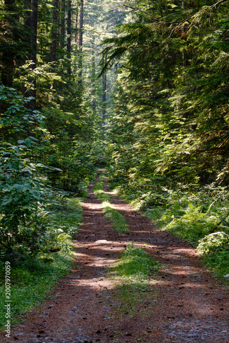 Serene path into the lush green forest