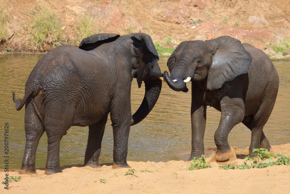 Fototapeta premium Afrikanischer Elefant / African elephant / Loxodonta africana