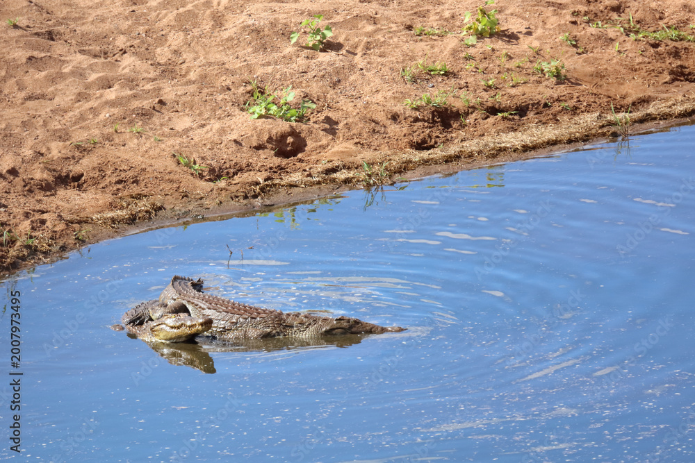 Fototapeta premium Nilkrokodil / Nile crocodile / Crocodylus niloticus