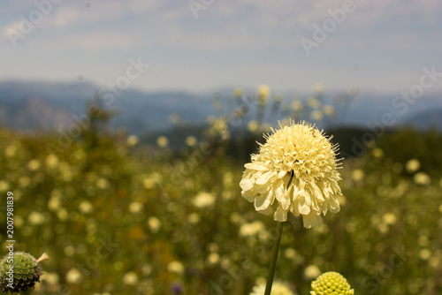Beautiful wild flower in view