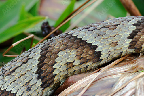 Scales, a sign of danger
