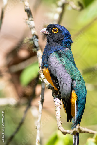 Vibrant Observer