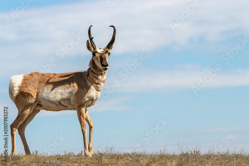 Fotografia Prairie Sentinel at Noon