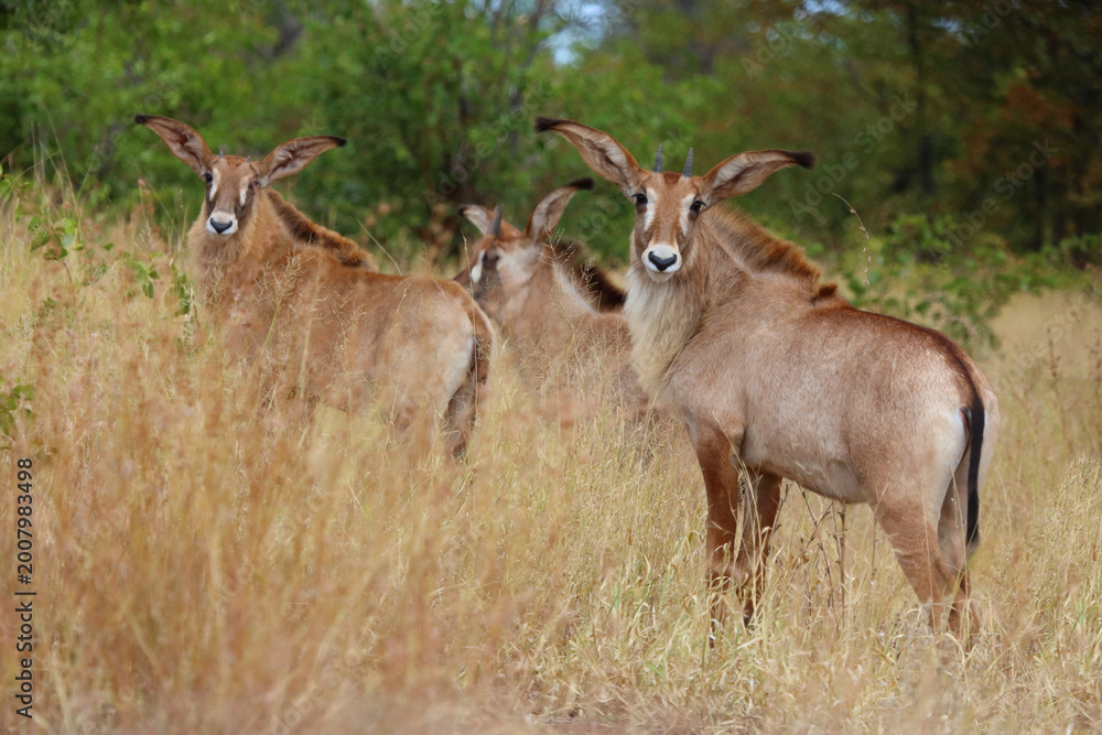 Fototapeta premium Roanantilope oder Pferdeantilope / Roan antelope / Hippotragus equinus