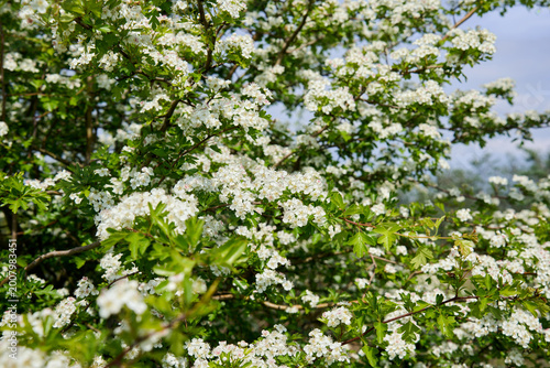 Common hawthorn Crataegus monogyna tree blossoming in spring