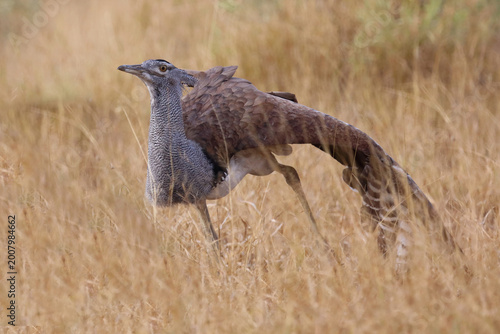 Konstfotografi Riesentrappe / Kori bustard / Andreotis kori