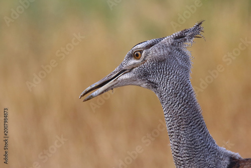Fotografía Riesentrappe / Kori bustard / Andreotis kori
