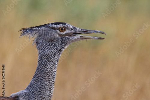 Schilderij op canvas Riesentrappe / Kori bustard / Andreotis kori