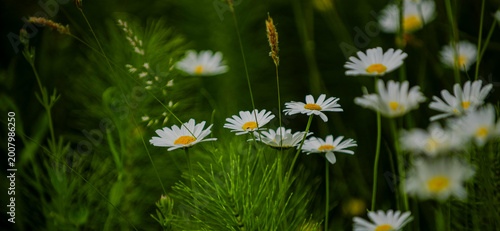 Vászonkép Spring flowers on alpine meadow field