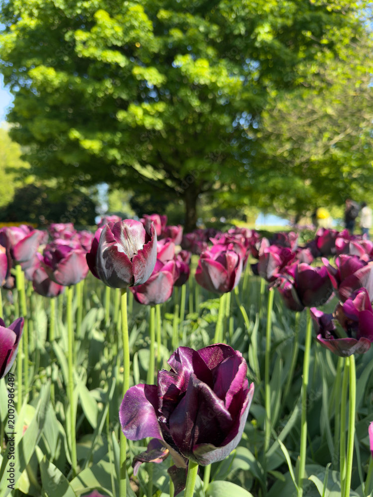 Fototapeta premium Deep Bordeaux Tulips Creating a Rich and Elegant Spring Floral Display in Full Bloom