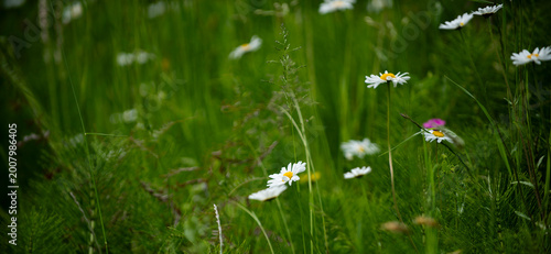 Chamomile daisy field across green meadow. Alpine pasture with blooming flowers. Natural outdoor environment. Fresh background meadow background floral background nature background.