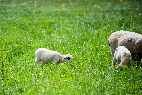 Fotografía Sheep on meadow