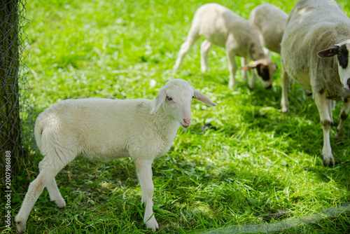 фотографія Sheep on meadow