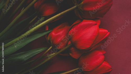 Close-up of deep red tulips with dark green stems against a rich burgundy background