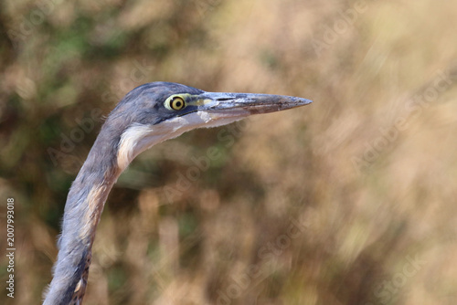 Konstfotografi Schwarzhalsreiher / Black-headed heron / Ardea melanocephala