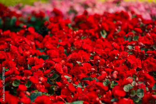 Lush field of vibrant red wax begonias blossoming, creating a rich texture of deep scarlet flowers, symbolizing natural beauty, vitality, and growth in a blooming garden landscape