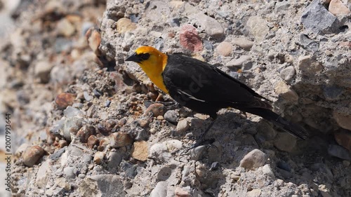 Yellow-headed blackbird bouncing around the rocks in slow motion.