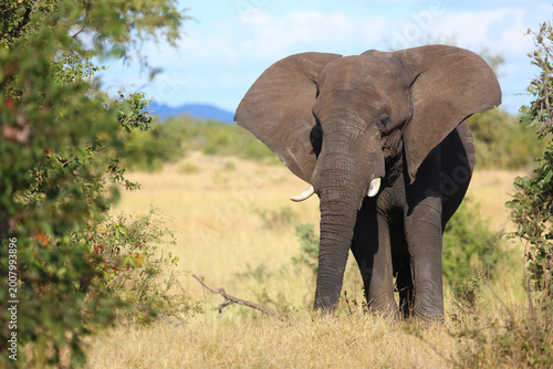 Canvas Print Afrikanischer Elefant / African elephant / Loxodonta africana