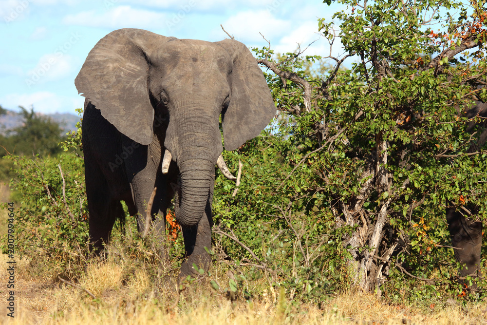 Fototapeta premium Afrikanischer Elefant / African elephant / Loxodonta africana