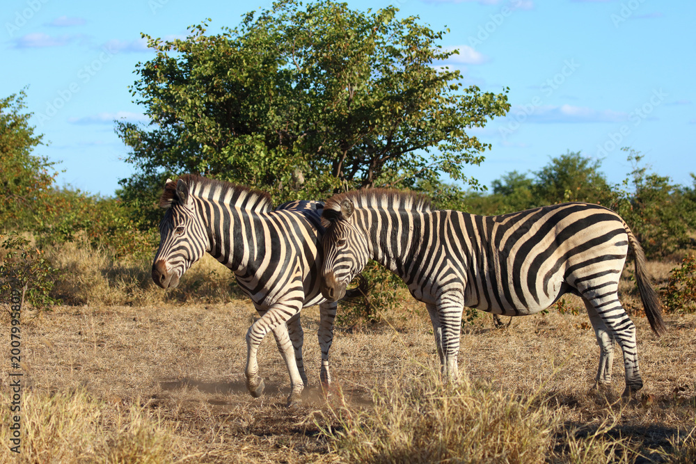 Fototapeta premium Steppenzebra / Burchell's zebra / Equus quagga burchellii
