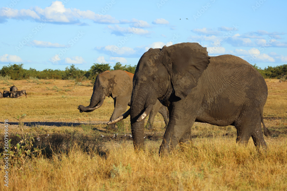 Fototapeta premium Afrikanischer Elefant / African elephant / Loxodonta africana