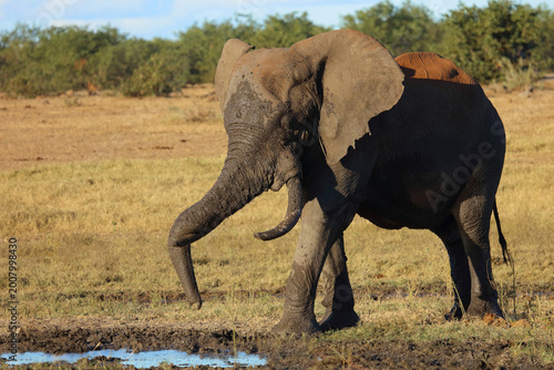 Photography Afrikanischer Elefant / African elephant / Loxodonta africana