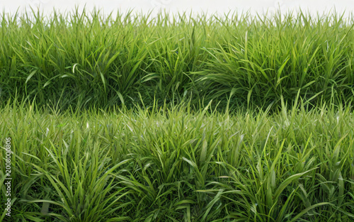 Green Grass