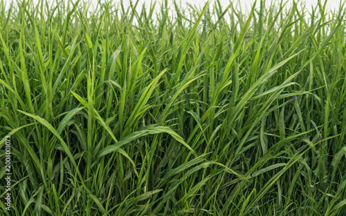 Tall Green Grass
