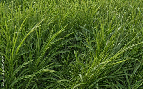 Green Grass Field