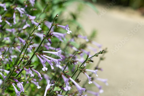 Coastal blue sage (salvia scabra) flowers in bloom