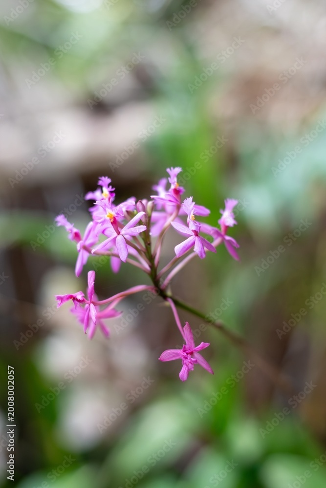 Obraz premium Crucifix orchid (epidendrum ibaguense) flowers in bloom