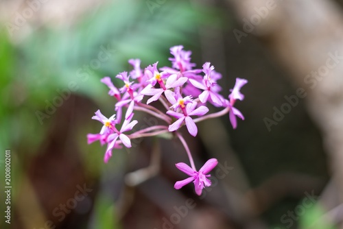 Crucifix orchid (epidendrum ibaguense) flowers in bloom