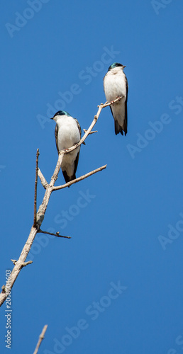 Two tree swallows sitting in a bare tree in springtime.