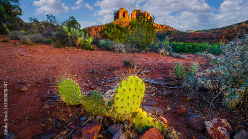 Foto Cactus Sunset