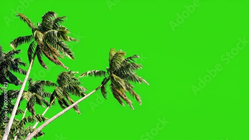 Lush green palm trees sway gently on a bright green screen, perfect for compositing tropical backgrounds or vacation scenes.
